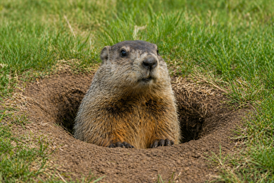 Groundhogs in Your Yard? Here’s How to Keep Them Out for Good