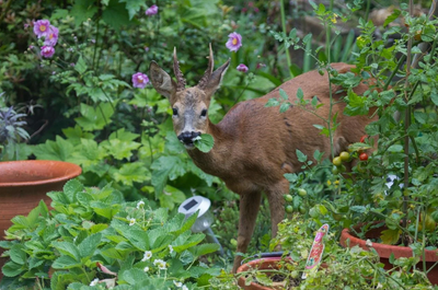 🦌 How Deer and Rabbits Devastate Your Garden (And How to Protect It)