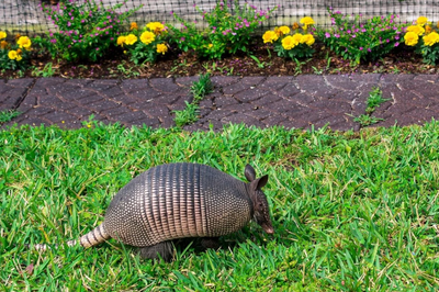 The Hidden Cost of Armadillo Damage: How Much Are Homeowners Paying Each Year?
