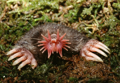 The Incredible Sensitivity of a Mole’s Nose: Nature’s Underground Superpower