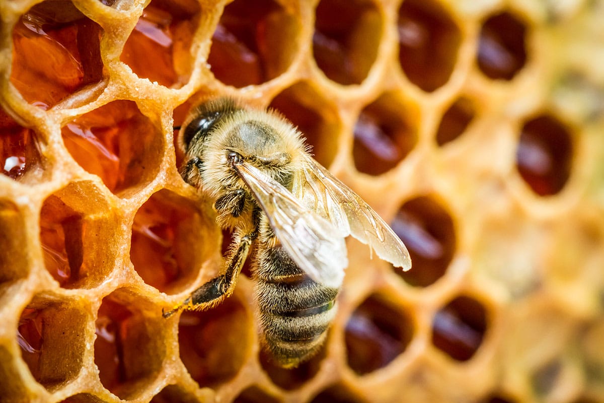 More than 40 percent of bee hives died in the past year.