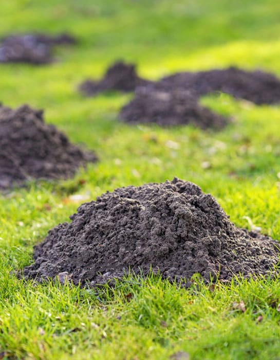 Molehills on vibrant green grass field.