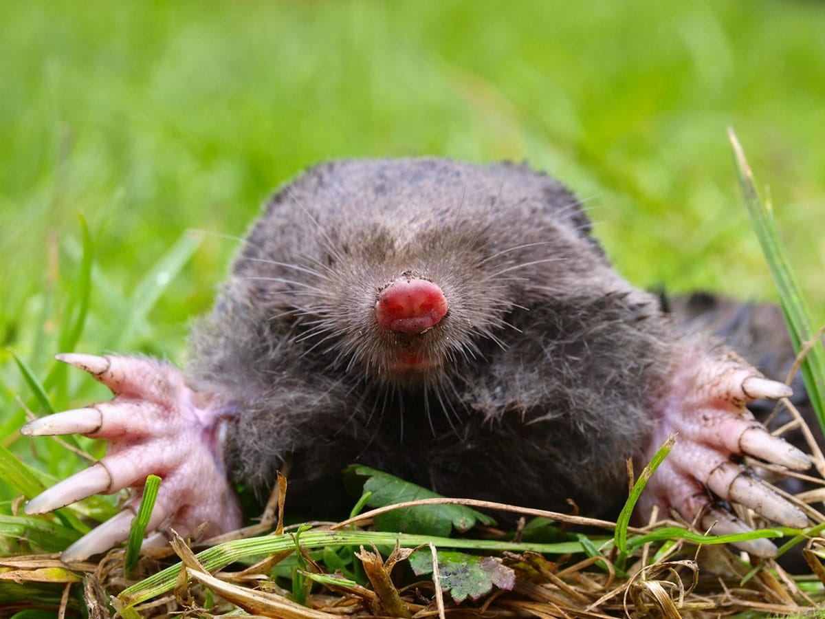 How many moles do you have?