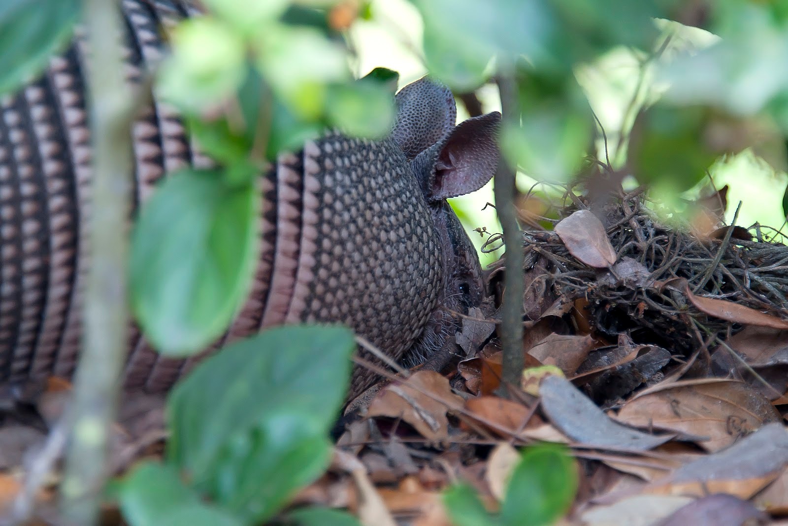 How Fast Can an Armadillo Dig a Burrow…