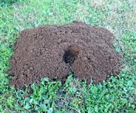 Eco-Friendly Solutions: The Environmental Impact of Using Mole Repellents