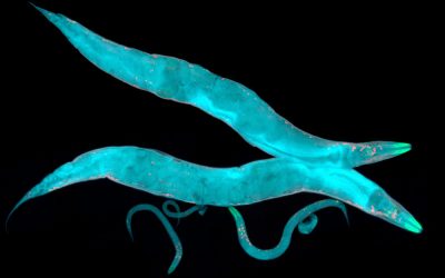 The Underestimated Power of Beneficial Nematodes: Nature’s Pest Control