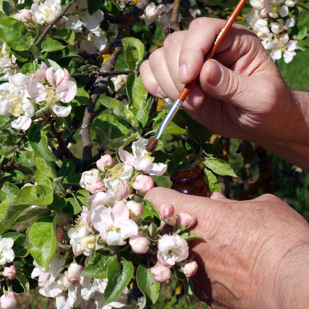 Hand pollinating apple blossoms with a paintbrush.