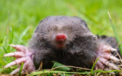 The War Below: Uncovering the Science Behind Mole Repellents